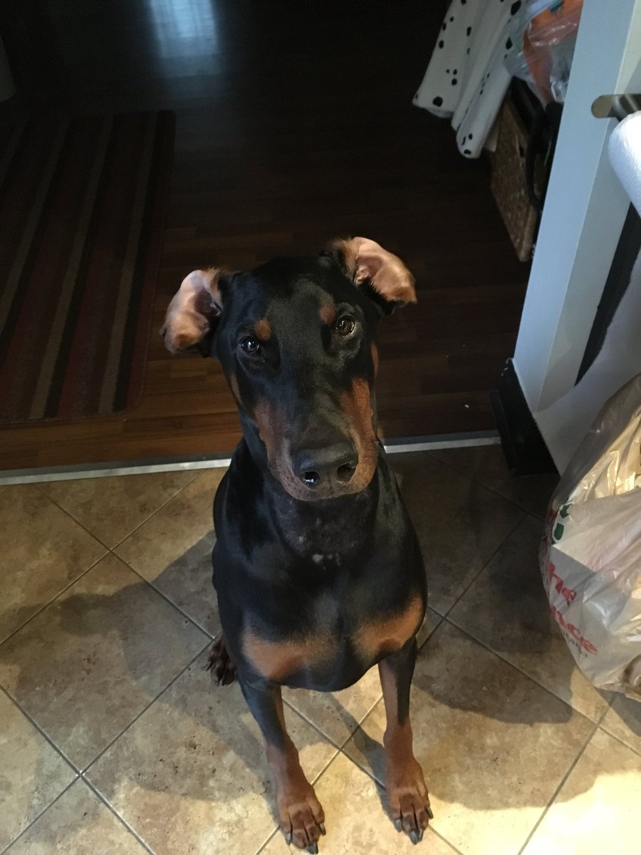 DerekDkew's tweet photo. Super excited for yard duty! #pincherpower #doberman #walkonin 😉 https://t.co/kGks1o9FWu
