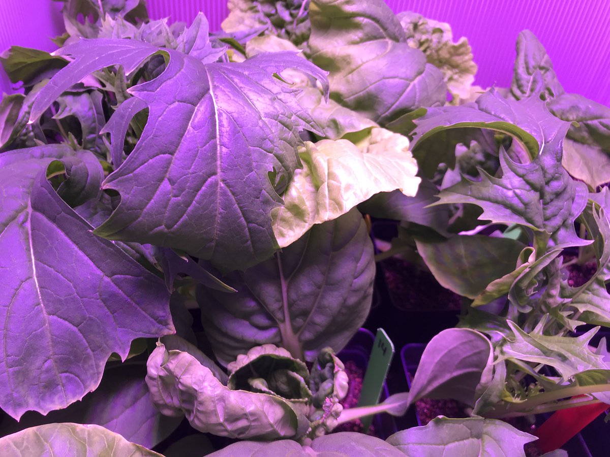 Week 4 of <a href="/GrowBeyondEarth/">Growing Beyond EarthⓇ</a>! Our plants are growing nicely!