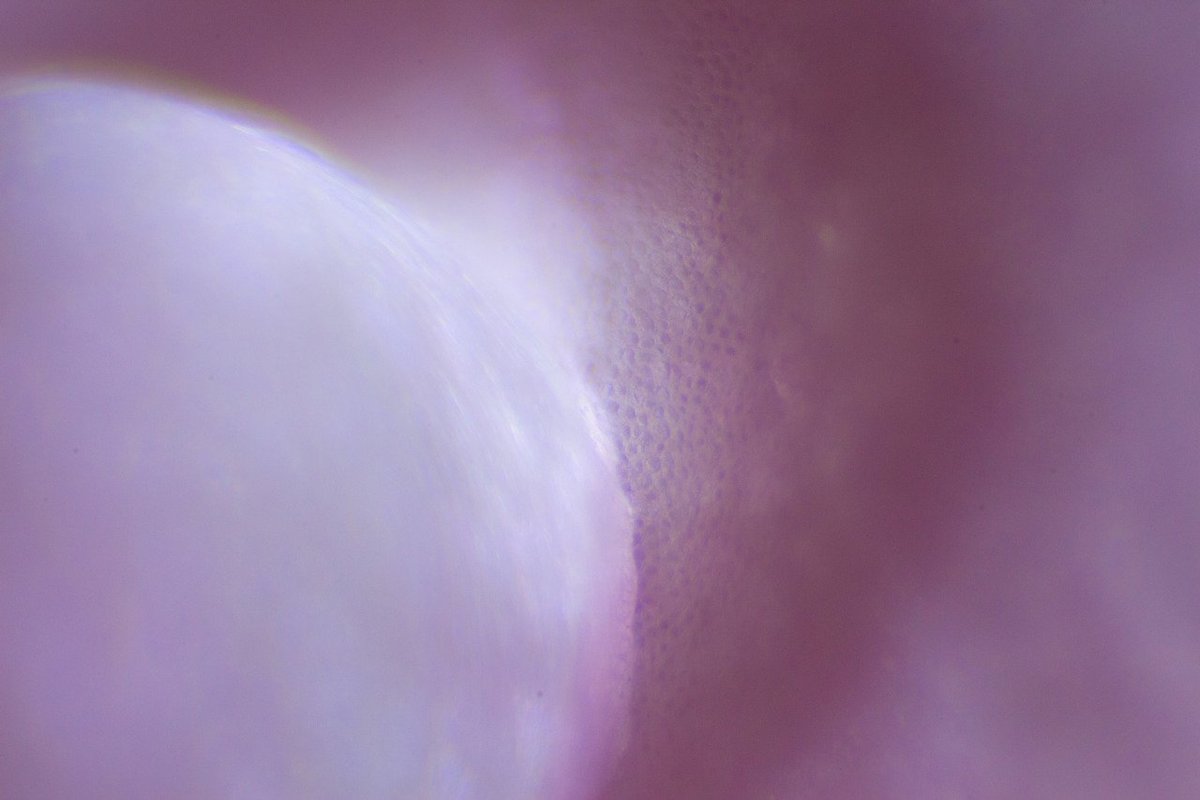 Water on a rose petal