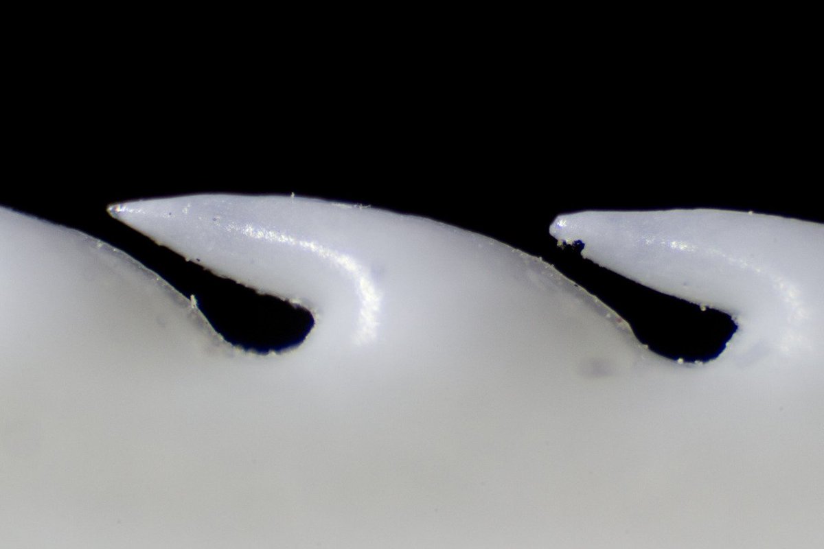 Barbs on a stingray denticle