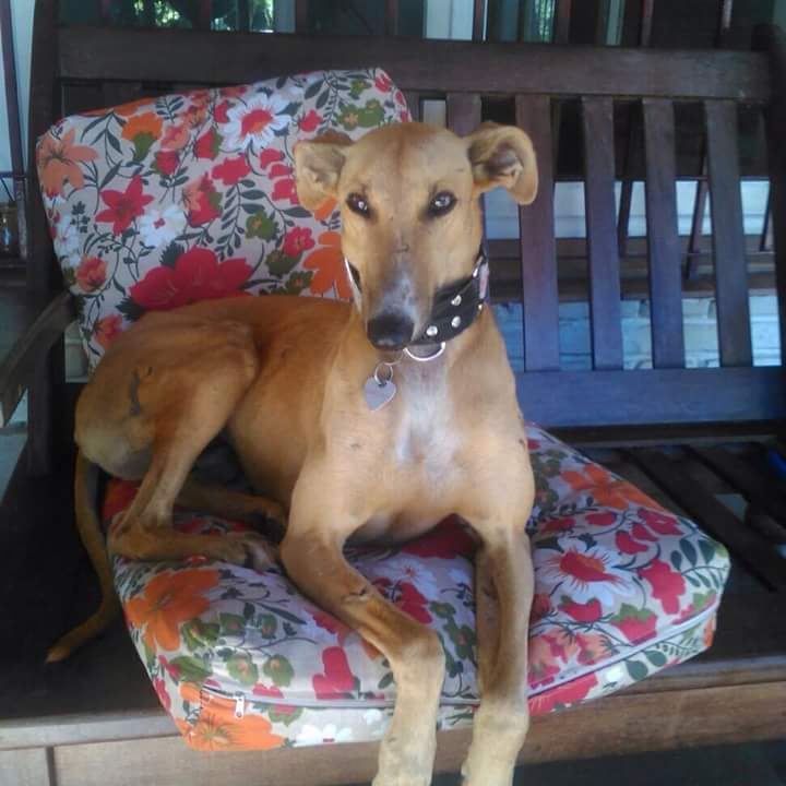 AdoptaUnGalgo's tweet photo. Timothy💙 4 años, en adopción. Compañero, enérgico, bellísimo. Buscamos 🏡 para este rubio. RT para Tim!
📩adoptaungalgoenargentina@hotmail.com https://t.co/P2JmS9TgRR