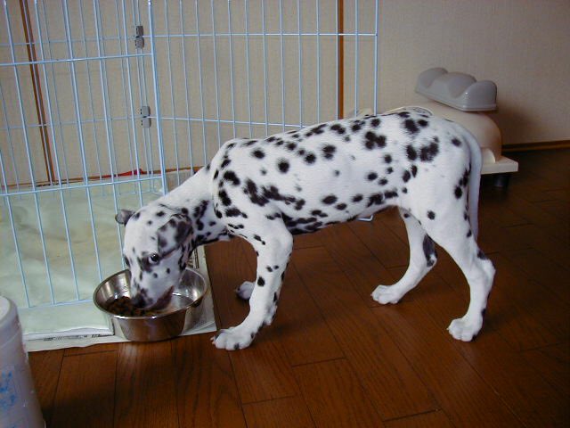 01_04_22
だいぶ大きくなったの
ごはん とられないかな
気をつけないと
(くらちゃん…目つき悪いよ…)