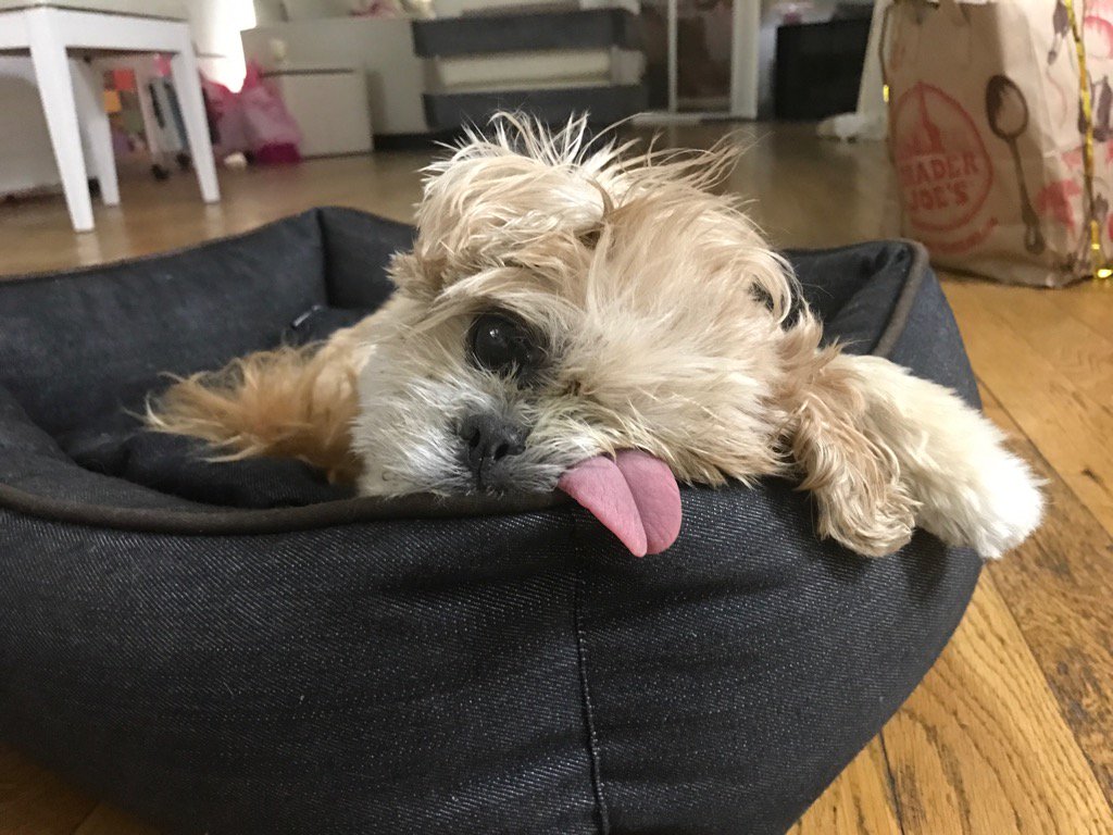 MarnieTheDog's tweet photo. I'm a Picasso https://t.co/MgRu6QEQ1L