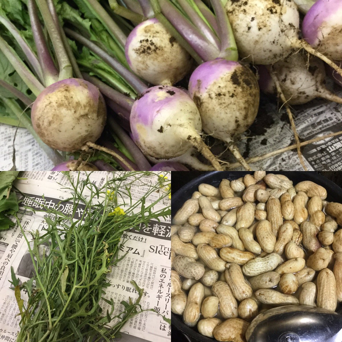 ルッコラセルバチコ