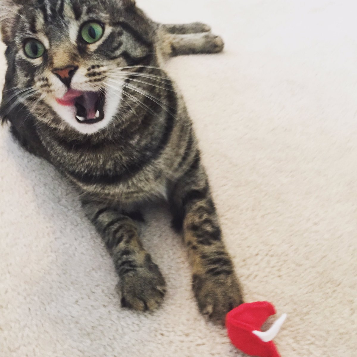 FurballFanatic's tweet photo. We treat everyday like it's #NationalCatDay

#CatsOfTwitter #furballfanatic #SundayFunday #Catmomaf #cats https://t.co/mU5UNVslnp