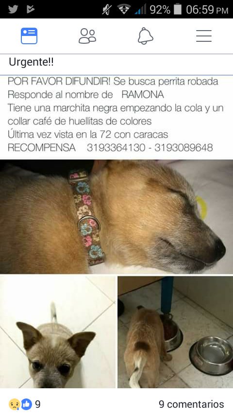 Admafosi's tweet photo. #UrgenteDifundir #PerritaRobada @Amparo_Grisales @danielapachon @kristililley @JuanDiegoAlvira @SMILELOPEZ @MarceloCezan @sandramazuera1 https://t.co/MTcaax8yFN