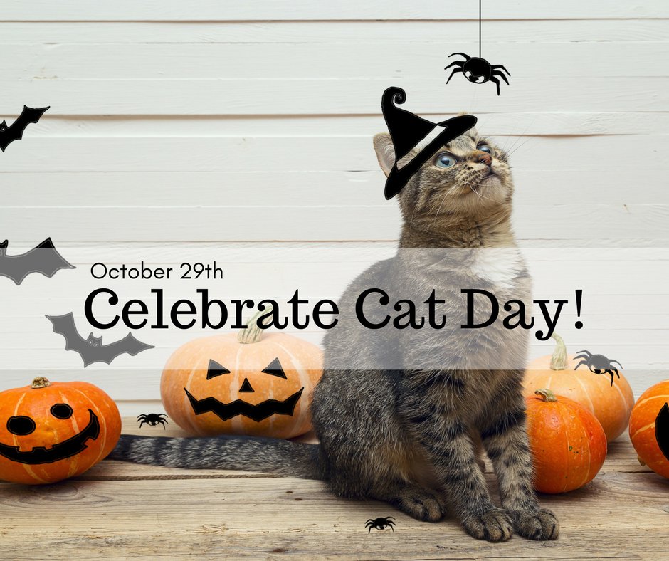 JimEllisAudi's tweet photo. Today is Cat Day! 😻  Celebrate in Marietta by dressing your cat up in a cute Halloween costume. https://t.co/BjapNsoBEy