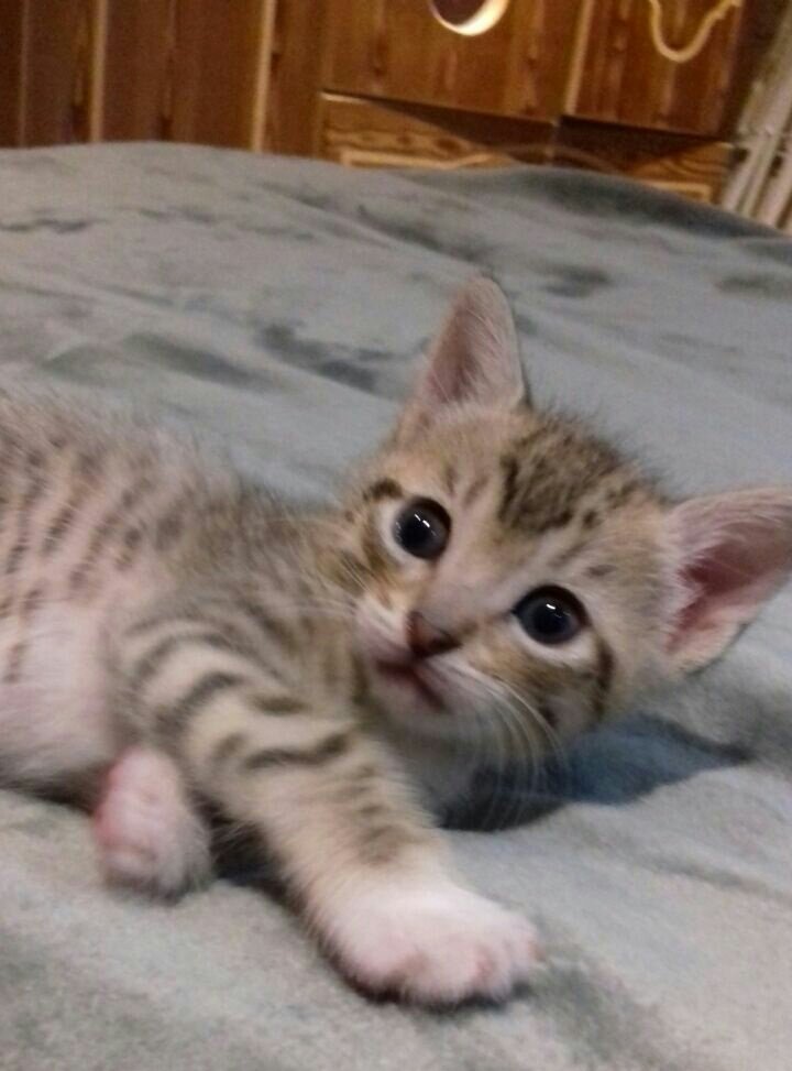AnimalParaiso's tweet photo. Muy lindos gatit@s en adopción, disponibles para #Valparaíso o comunas cercanas. Interesados al celular / WhatsApp: +56979239887. https://t.co/wt7az1V3UF