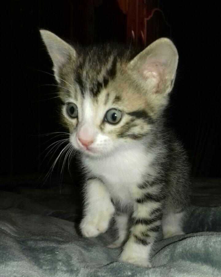 AnimalParaiso's tweet photo. Muy lindos gatit@s en adopción, disponibles para #Valparaíso o comunas cercanas. Interesados al celular / WhatsApp: +56979239887. https://t.co/wt7az1V3UF