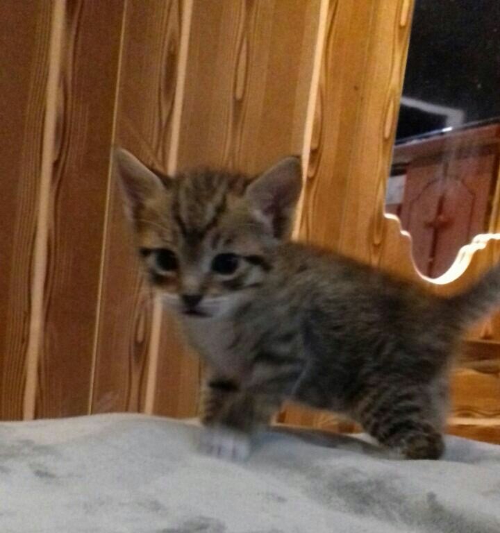 AnimalParaiso's tweet photo. Muy lindos gatit@s en adopción, disponibles para #Valparaíso o comunas cercanas. Interesados al celular / WhatsApp: +56979239887. https://t.co/wt7az1V3UF