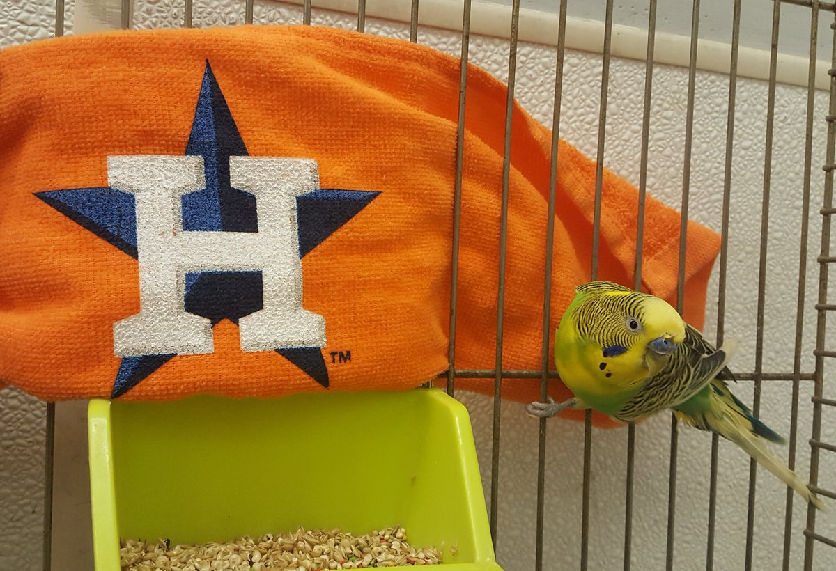 HoustonSPCA's tweet photo. @spcaLA @astros @Dodgers This is our tweet for tonight. #EarnHistory #WorldSeries #CuteBattle https://t.co/0JrrrINpbJ
