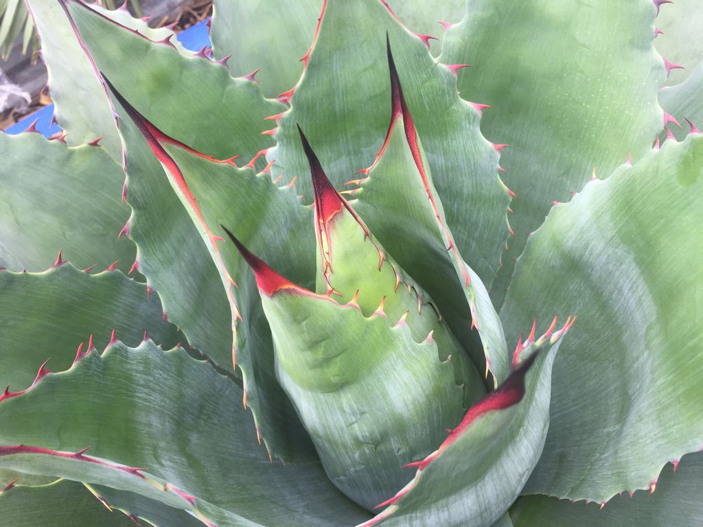 mchljhnmcgrr's tweet image. These Mahoosive 1500mm Agave ferox are available to view by appointment from @CactusDirect #garden #succulents #design #landscape