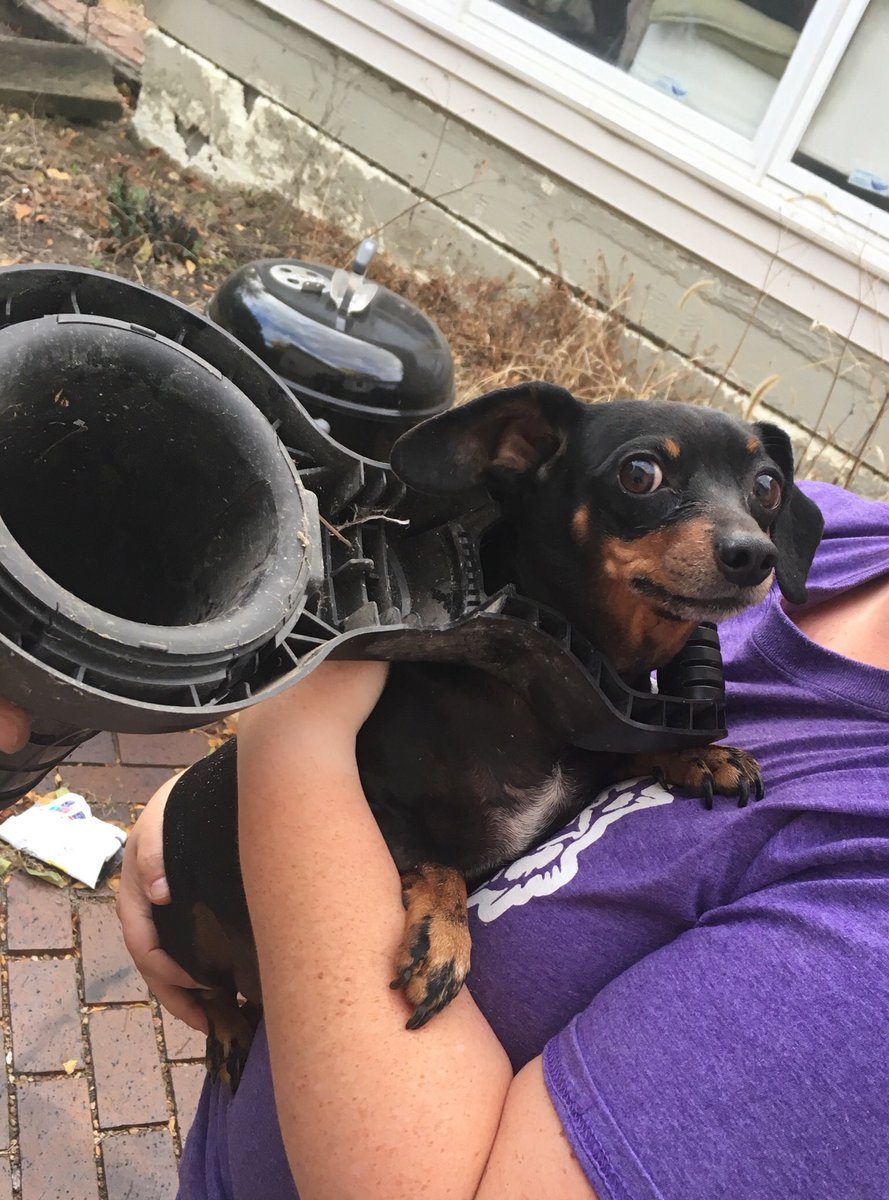 barks4bacon's tweet photo. Mr Squirrel went through, so I tried it too, I was stuck in an instant, tried to run but I couldn’t. So I sat &amp; I sat til Mom walked outback https://t.co/6s6RQfRaro