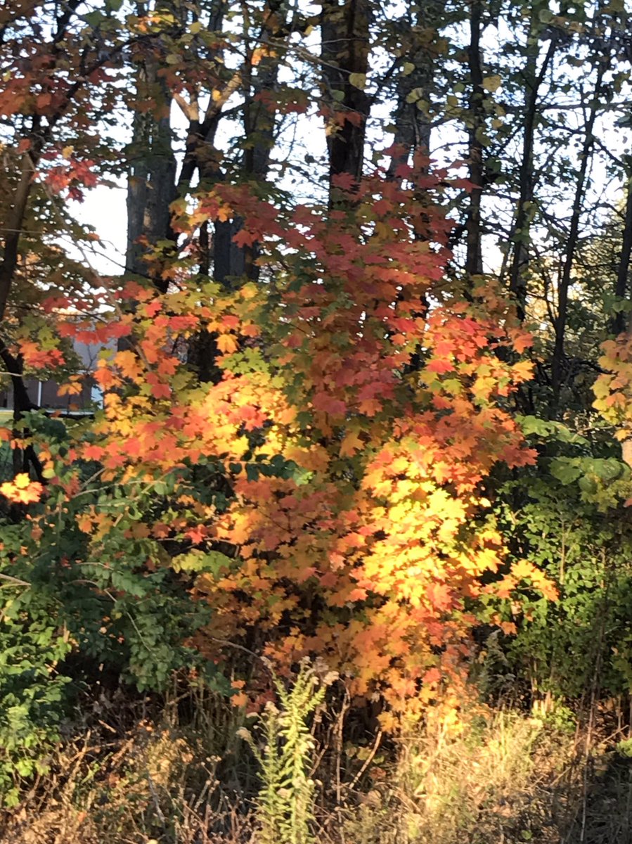 marcwelch1999's tweet photo. All for you @thatsnotPCbro #fallfoliage #fallfrolick https://t.co/3HYLyHVXWz