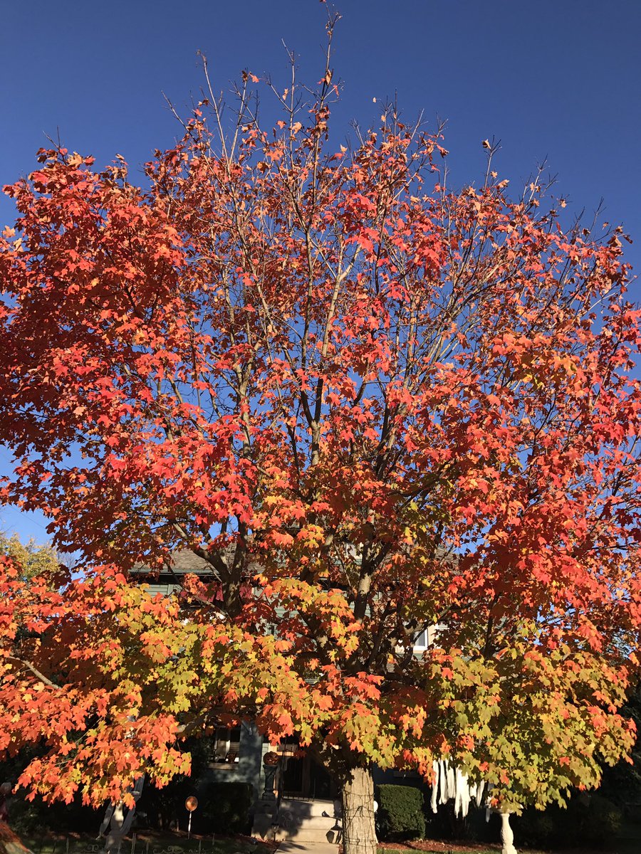 marcwelch1999's tweet photo. All for you @thatsnotPCbro #fallfoliage #fallfrolick https://t.co/3HYLyHVXWz