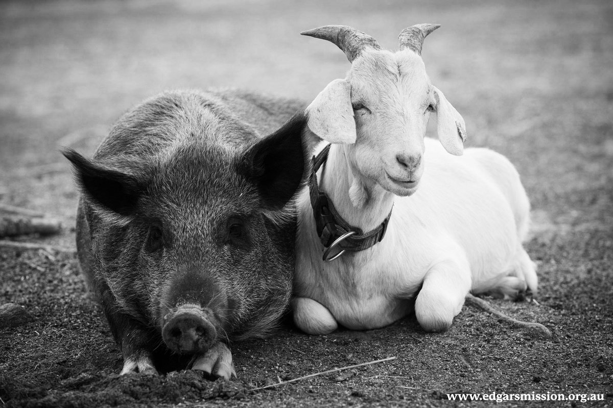muriel_goat's tweet photo. Rest in peace old Major😭💔 You will be missed my friend. https://t.co/OAdFo0aS1T