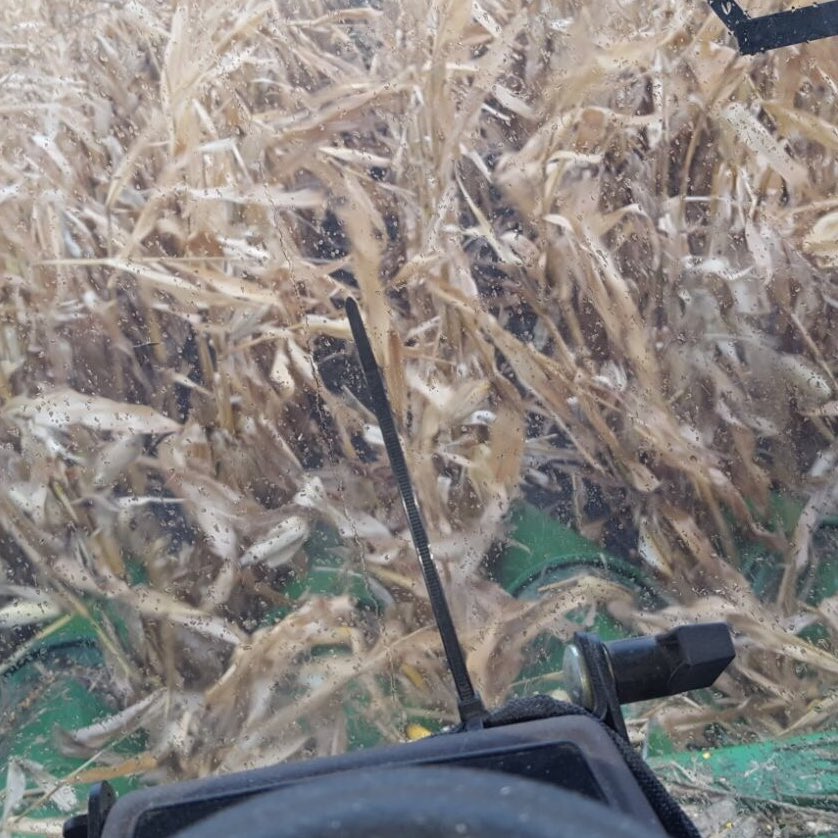 kannbwx's tweet photo. Farmer B started to pick more of his MN #corn today but it got too wet- not much progress made. Will try again tmrw. #TRCropWatch #harvest17 https://t.co/dBA5RzLmoj