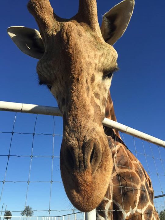 jaimiejones421's tweet photo. Everyone (or everything) is always kissing that baby’s precious bald head❤️❤️ #Gerald #HighPointRanch https://t.co/OzXUoyyBXc