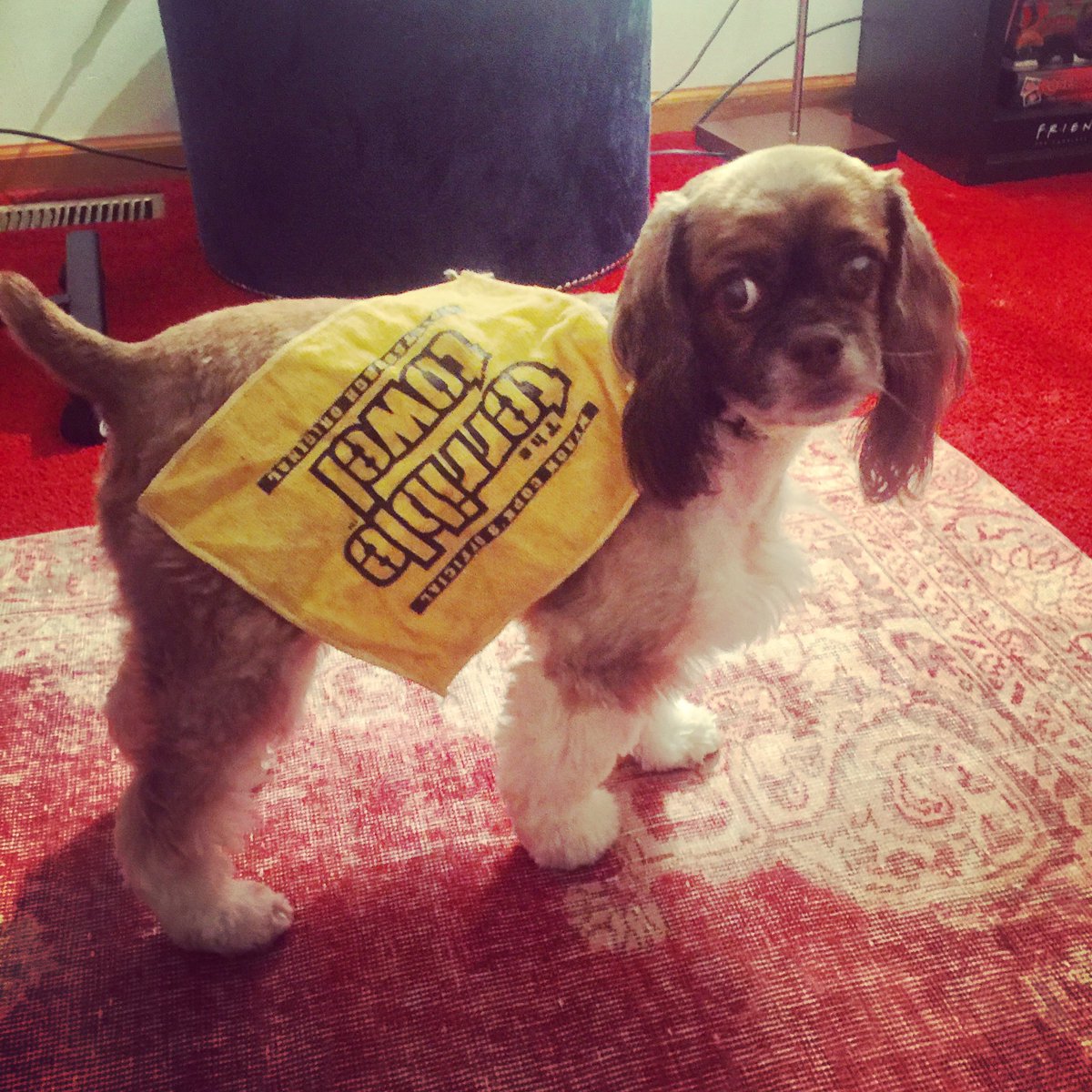 ashj_hammond's tweet photo. #TerribleTowel even the dog has one 🖤🏈💛🙌🏼 #HereWeGo  #Steelers @steelers https://t.co/RdjTJYEnkh