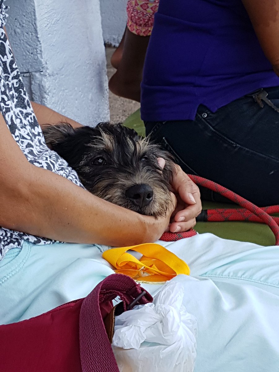 Tammy_Browne's tweet photo. It's tough at the top! Best in show winner ROXIE, relaxes after being in the limelight all day! @HavenMobay #adoptdontshop #hooligans https://t.co/uXRayRl6ta