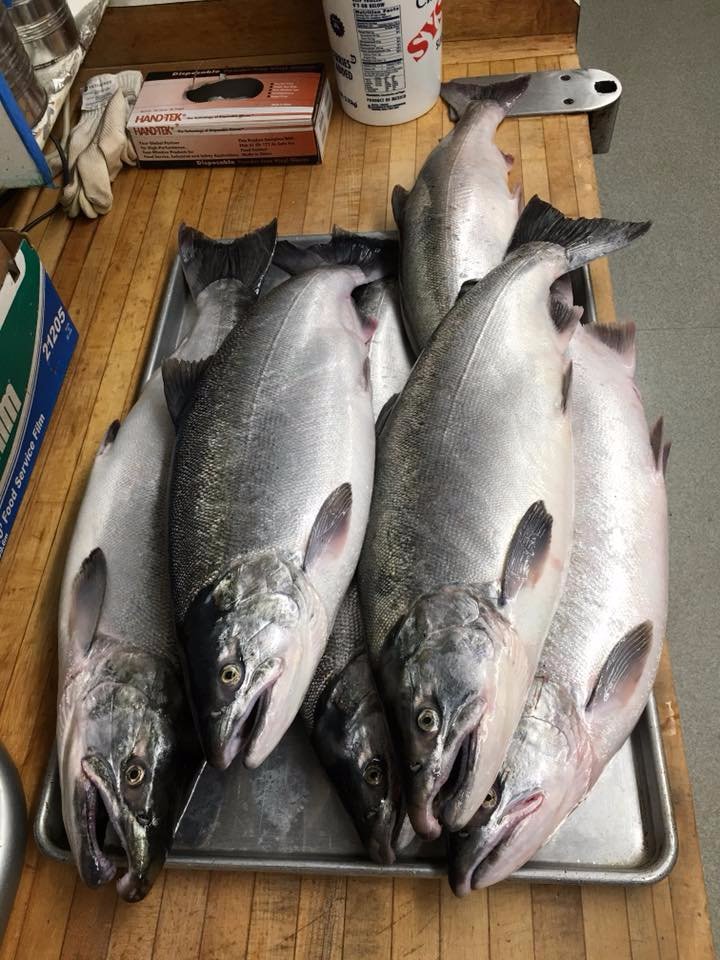 hookezeofficial's tweet photo. Thiago Andes Lotino with a good feed of Silver Salmon.
#hookeze #fishing #catchafeed #freshseafood #salmonfishing #salmon #fishingdaily https://t.co/Tk7igqkj0v