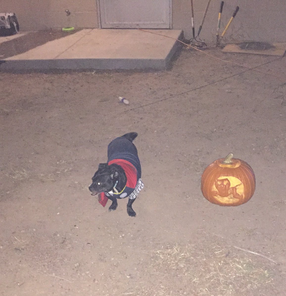 StylesScamander's tweet image. Anyways he hates pics so I’ll try again tomorrow but one of my dogs is being Thor for Halloween