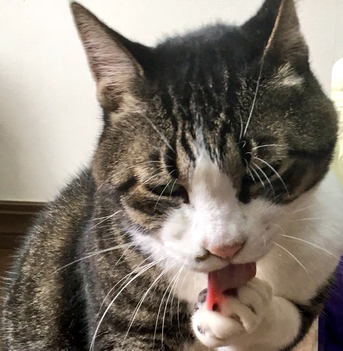 猫びより V Twitter 寒い日は肉まんが美味しいね はなくそ君 それ 肉まんと違う 肉球や 顔芸 猫びより 猫 ねこ Cat 編集ま