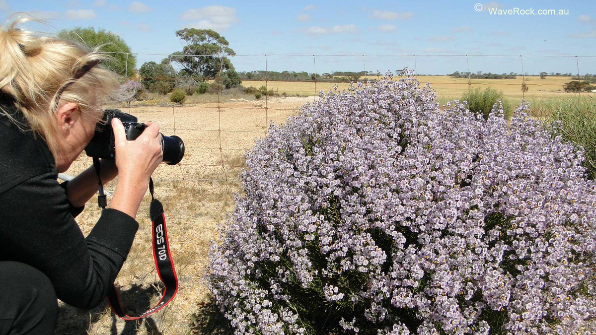 WaveRockTourism's tweet photo. Wildflower season near #WaveRock, book now https://t.co/T3nQ3lnGLp https://t.co/RbJOLuHn5Q