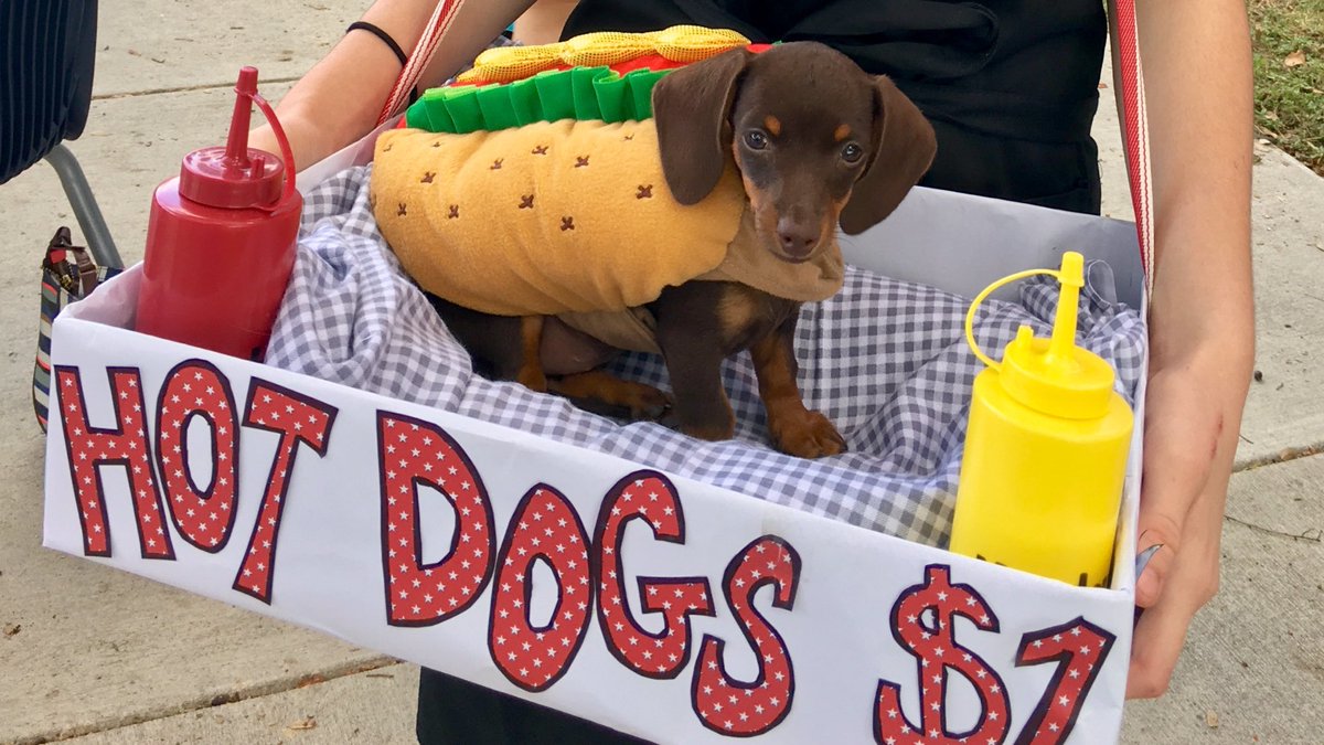 Rileymj99__'s tweet photo. Winnie the Weenie takes on Halloween https://t.co/NkMOzj3EmO