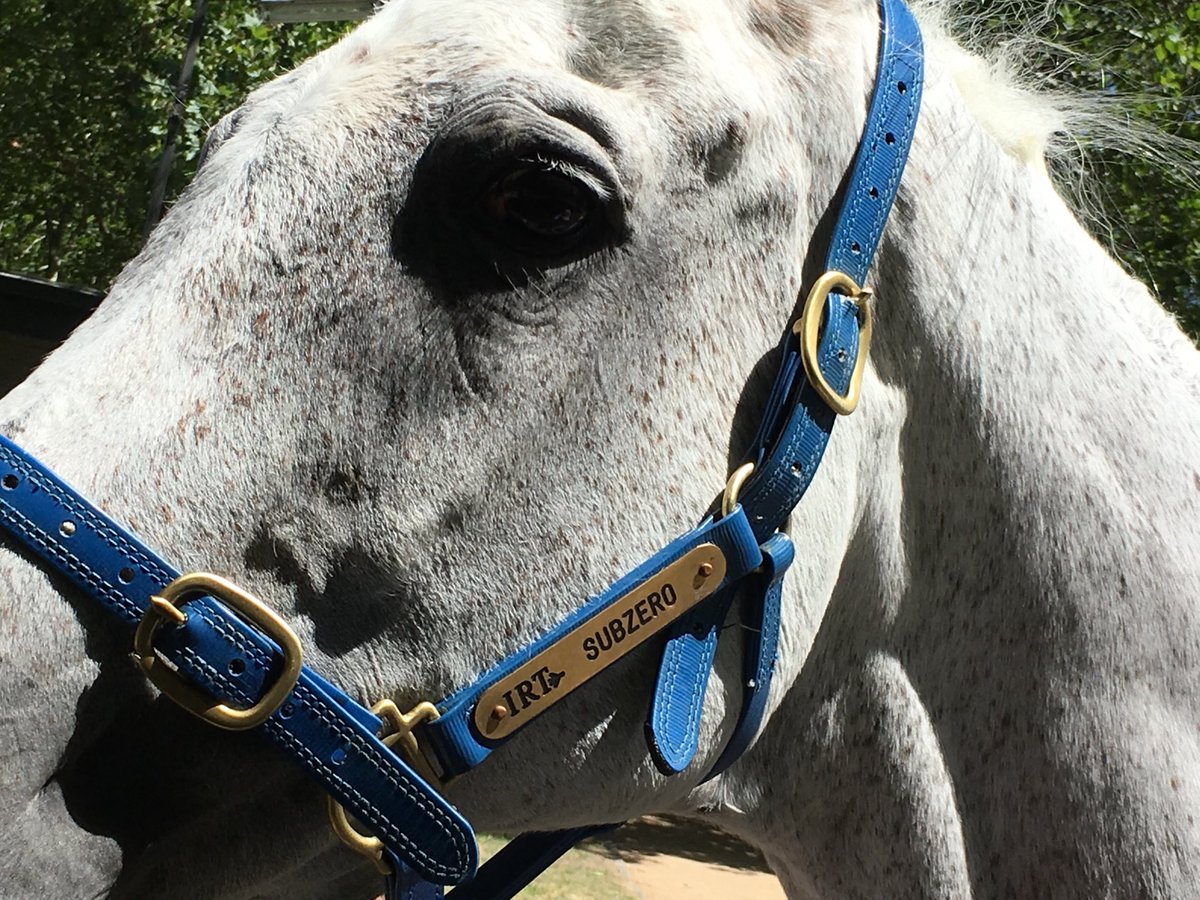 #Tabcorpspringmoment brings appreciation of legends #letsgoracing @Tabcorp #subzero