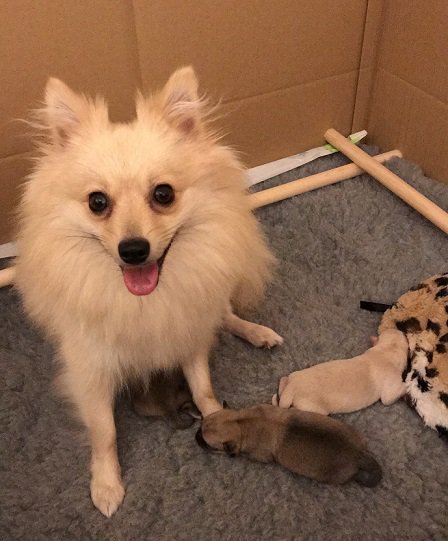 homescanning's tweet photo. Congratulations to Duchess on the birth of her 3 babies, as scanned! #homescanning #pomeranian #newborn #puppies https://t.co/PIwxAz998d