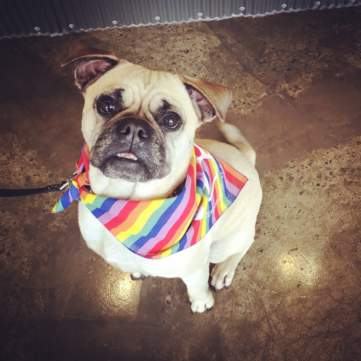 CathMayorMayNot's tweet photo. Frankie is eagerly awaiting the yes result in his #petwellnesscentre Rainbow Bandanna 🌈🐾❤️ #doggos4yes #loveislove #marriageequality https://t.co/cCKQRRtRKP