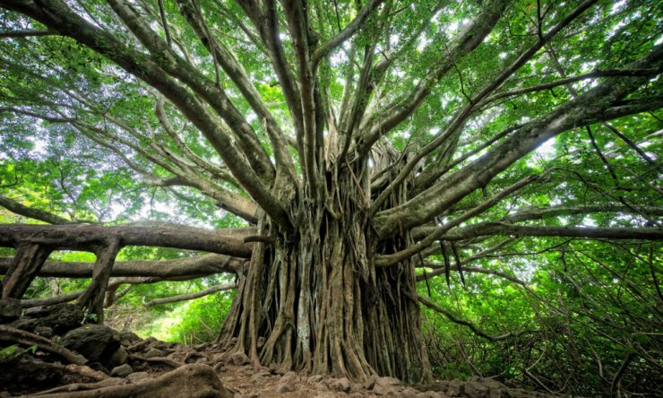 Greenpeace's tweet photo. We know trees produce oxygen, but do you know about these 8 other amazing benefits? https://t.co/Q76pXDOkhR https://t.co/uoOdR0GJzE