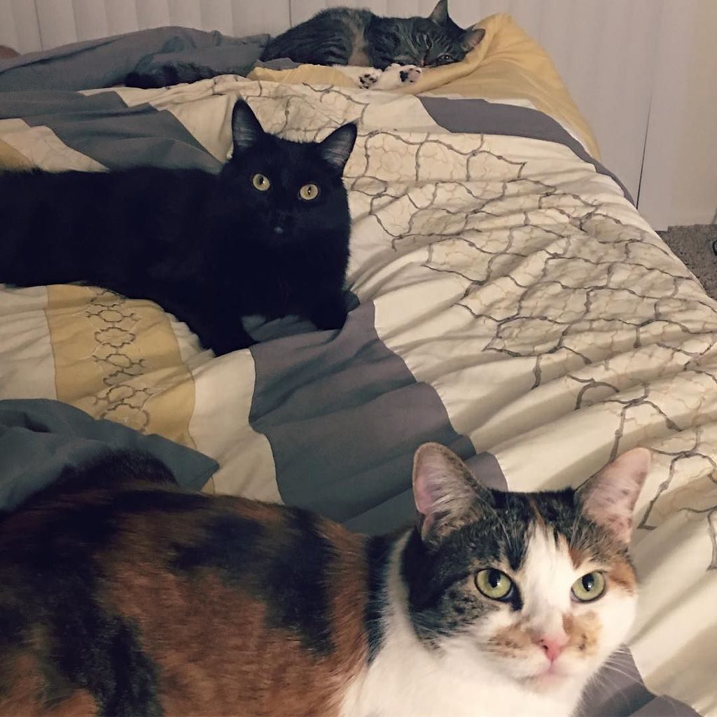 srcvalencia's tweet image. Living life in the meow on #nationalcatday #proudcatmom #catsofinstaworld ift.tt/2zX0azv