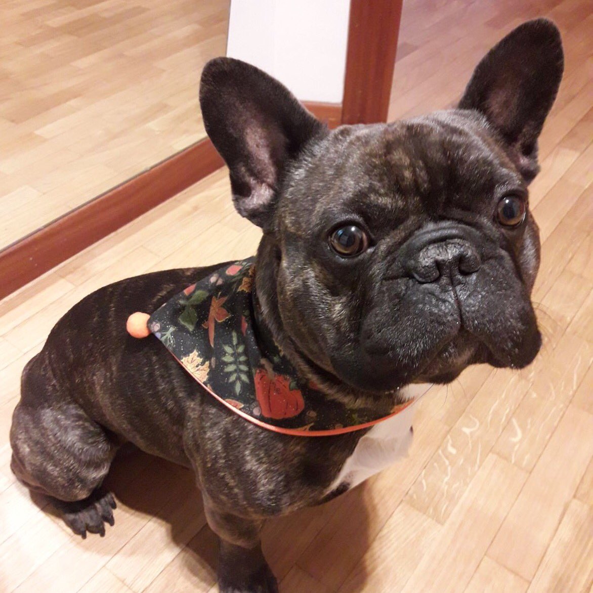 ¡Ya están llegando las primeras cajas! Mirad que guapo Mister con su bandana😍 Si aun no la has pedido, recuerda que mañana es el último día