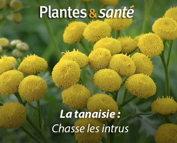 Image de la semaine / La tanaisie
Vertues medicinales : urlz.fr/5wQb &amp; urlz.fr/5wQd