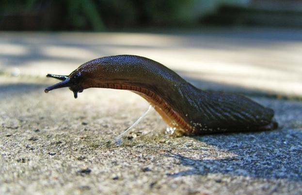 BBC Wildlife (@wildlifemag) on Twitter photo #MolluscMonday
Do slugs freeze in winter?
Jake Stone from <a href="/JohnInnesCentre/">John Innes Centre</a> answers you wild Q: bit.ly/2yG1Y1S
📷 R Newstead / Getty #MolluscMonday
Do slugs freeze in winter?
Jake Stone from <a href="/JohnInnesCentre/">John Innes Centre</a> answers you wild Q: bit.ly/2yG1Y1S
📷 R Newstead / Getty