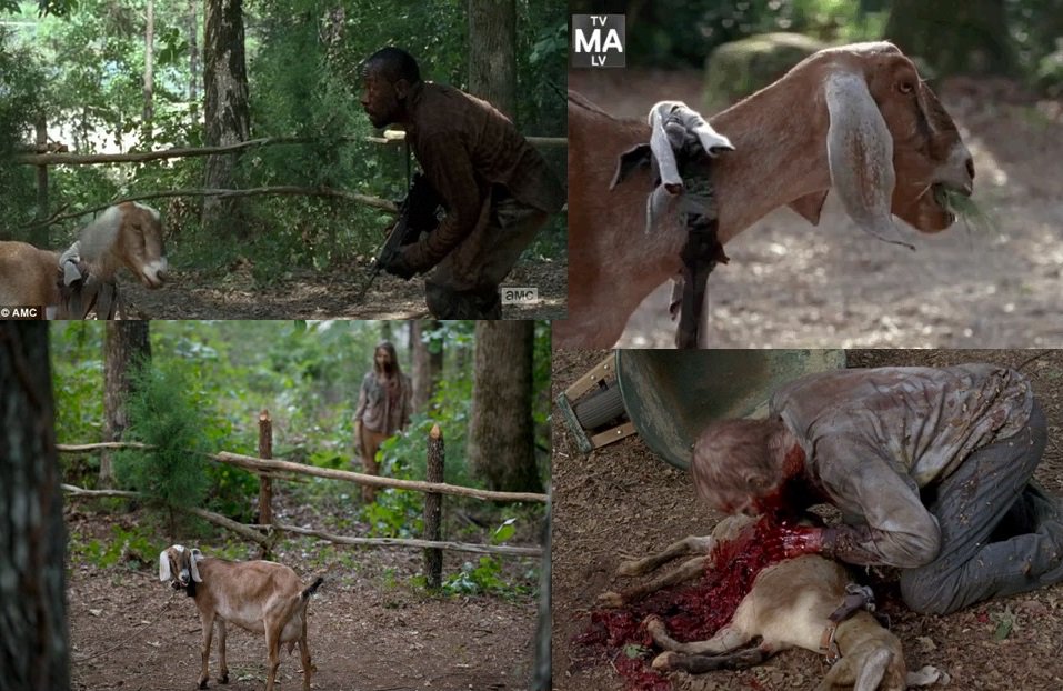 DoctorDoubleTap's tweet photo. #RIP, #Tabetha

Heartbreak is life educating us. - George Bernard Shaw

#TheWalkingDead https://t.co/YWNewQbAkm