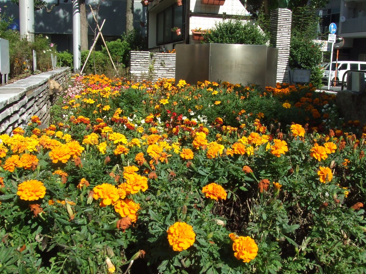 台東区公園課 Taito Park در توییتر 区役所本庁舎前にある広徳公園では 花の心プロジェクト の一環として花壇を整備しています マリーゴールド コスモス ベゴニアの３種類の花が植わっていますが その中でも今はマリーゴールドが見ごろを迎えています 花の
