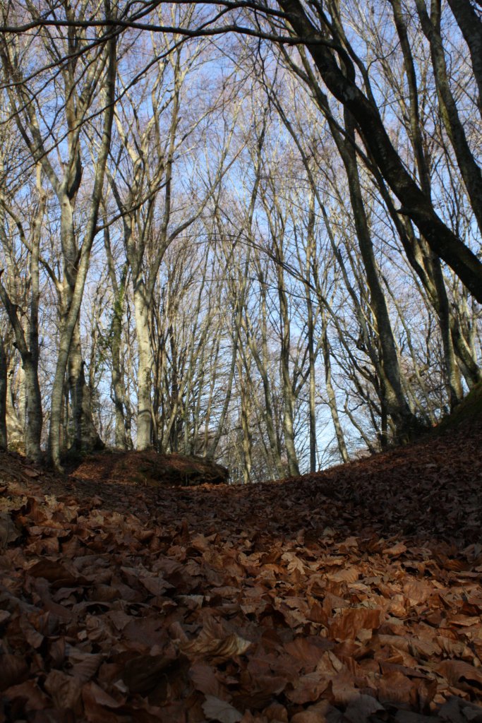Lymphavitale's tweet photo. #Halloween sta arrivando:avete prenotato il vostro posto? #Trekking speciale alla faggeta di Oriolo, patrimonio dell'@UNESCO Info:3345987964 https://t.co/XVBRcIZILz