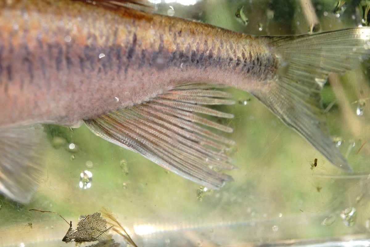 ট ইট র せっきー 渓流の雨男 ニジカワムツ Candidia Spilurus ヤバくないですか これで色ぶっ飛んでるからね こいつは釣りでgetした 渓流で使うワームが偶然あったので使ったらバンバン釣れました 笑