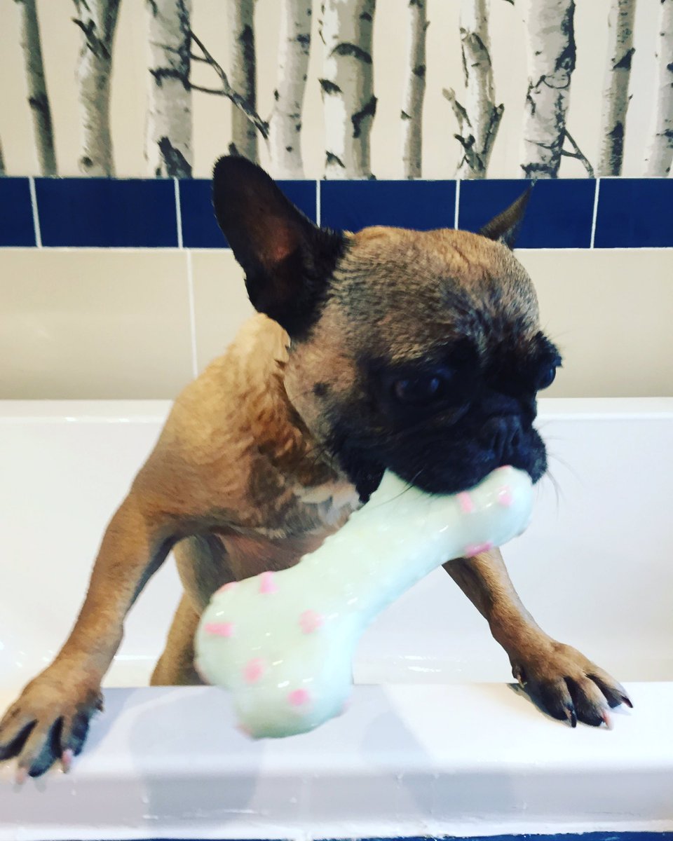 shopdogn8's tweet image. This may just make your Monday easier to handle? We have some brilliant opening offers this wk; like a wash, hygiene trim &amp;amp; blow dry £15