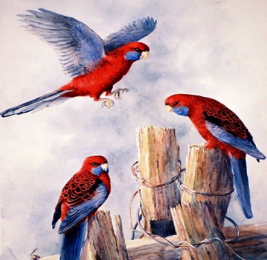 Crimson rosella (Platycercus elegans) #painting #art