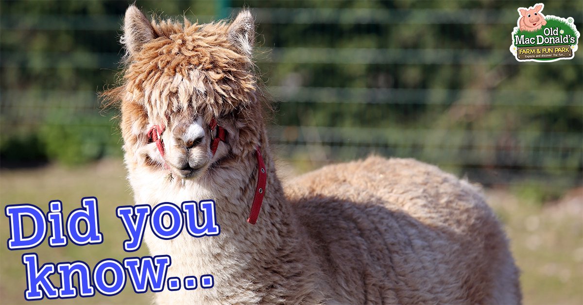 OMDfarm's tweet photo. Did you know that Alpacas are herd animals? Join us @OMDfarm for more fun facts about life on the farm https://t.co/cU165PtEDb #Brentwood https://t.co/UdgQ4pxkUI