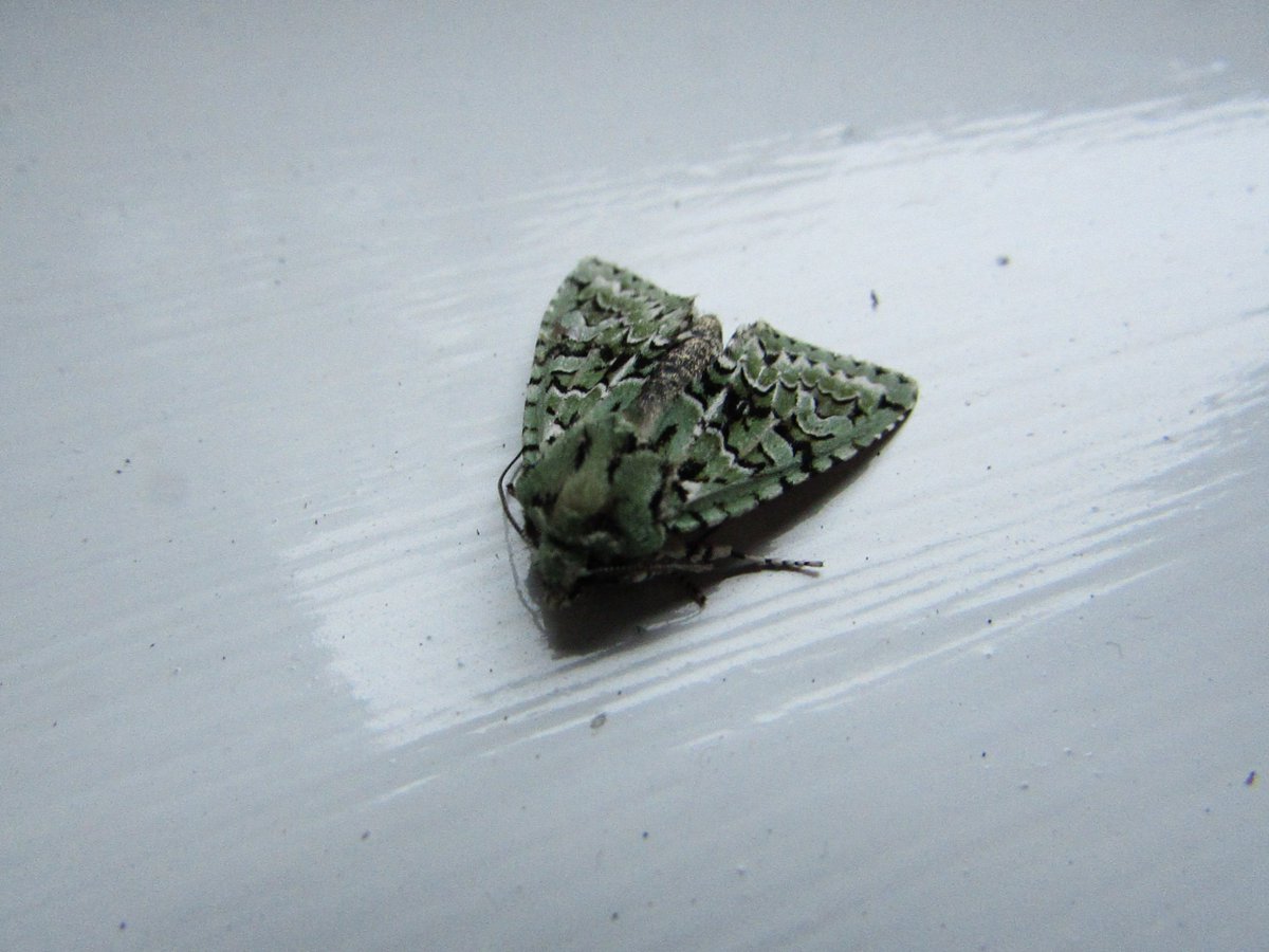markrowlands15's tweet photo. merveille du jour in Devon https://t.co/Ief53cmImB