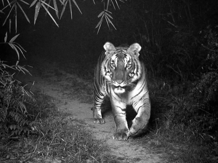 A majestic Tiger. Pic captured in 1920s by F W Champion, a Forester &amp; wildlife photographer while serving Indian forests. <a href="/IndiaHistorypic/">indianhistorypics</a>