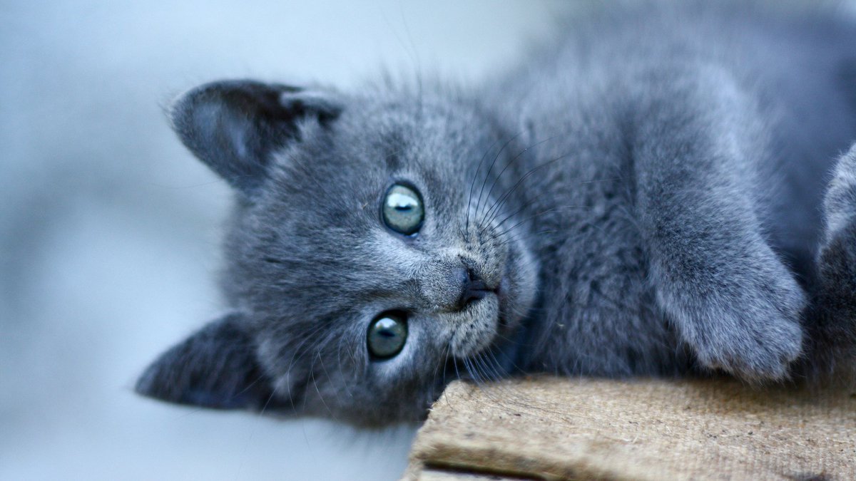 sou_1cogumelo's tweet image. #SegundaDetremuraSDV segudou.