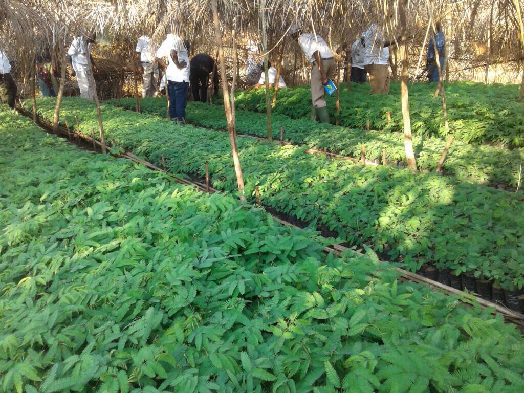 MEEATU1's tweet photo. À quelques jours de la célébration de la Journée Nationale de l'Arbre, le Ministère d l'environnement prépare déjà les plants agro forestier https://t.co/Dooi7bzTvd