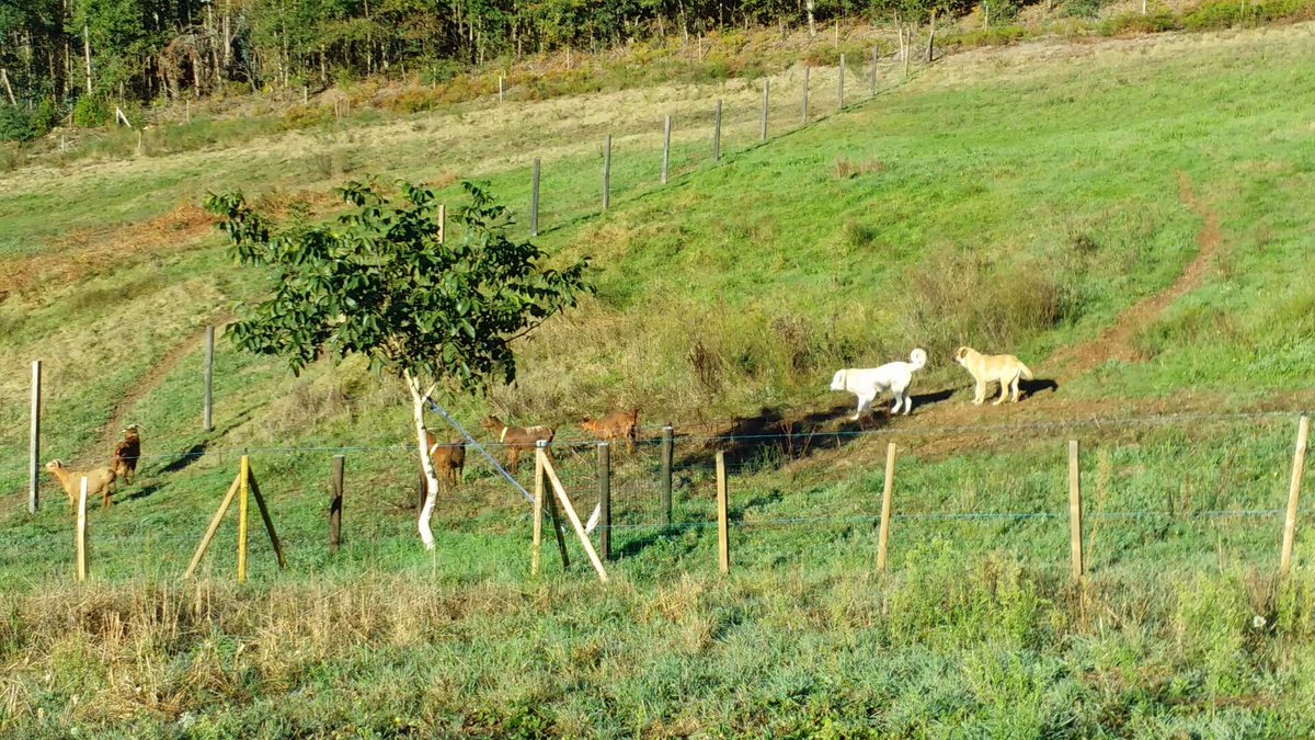 Cabra galega