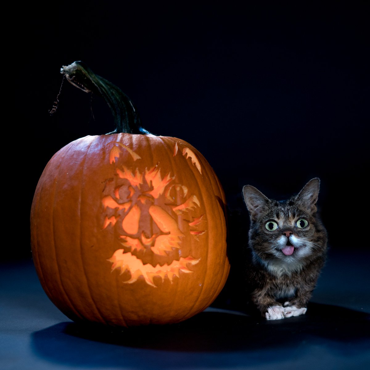 IAMLILBUB's tweet photo. BUB carved it with her own claws. https://t.co/3ONoBitTm4